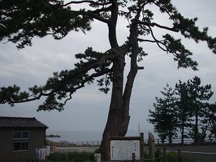 海道の松